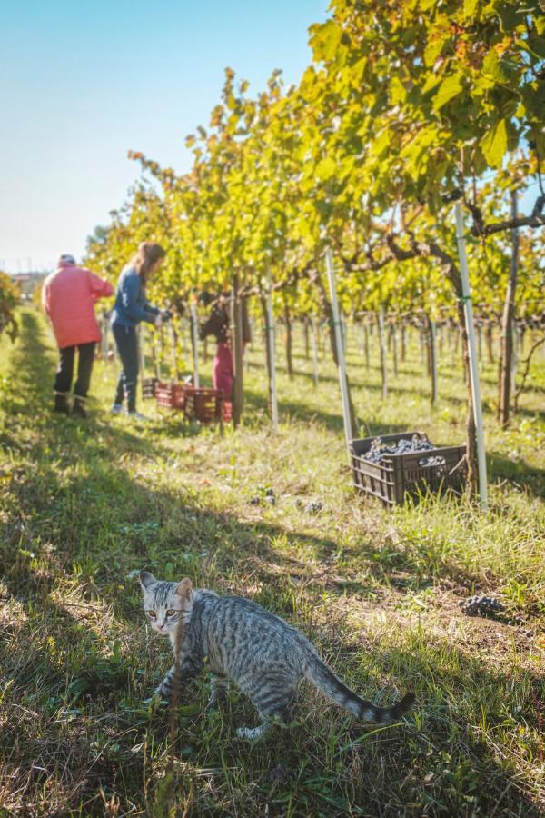 Agriturismo Bellofatto Torella dei Lombardi Dış mekan fotoğraf
